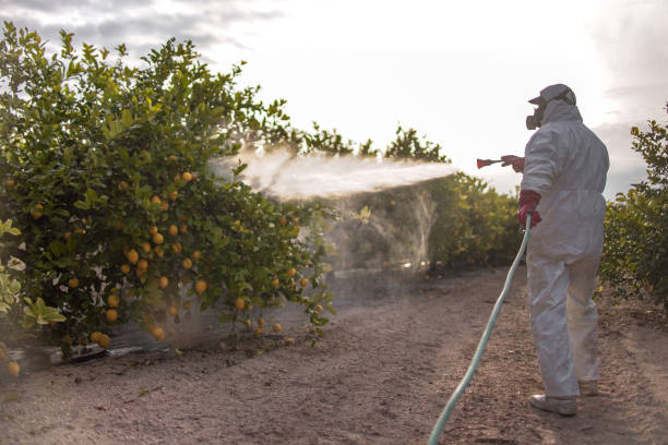 Best Insect Control  in Adelino, NM