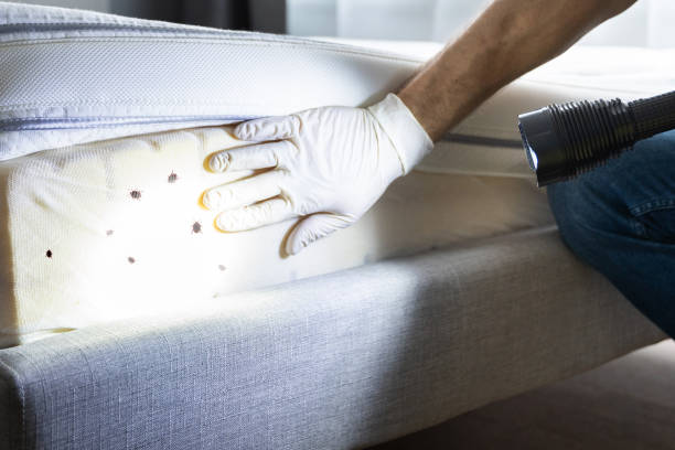 Best Pest Control Near Me  in Adelino, NM
