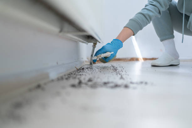 Best Affordable Pest Control Services  in Adelino, NM